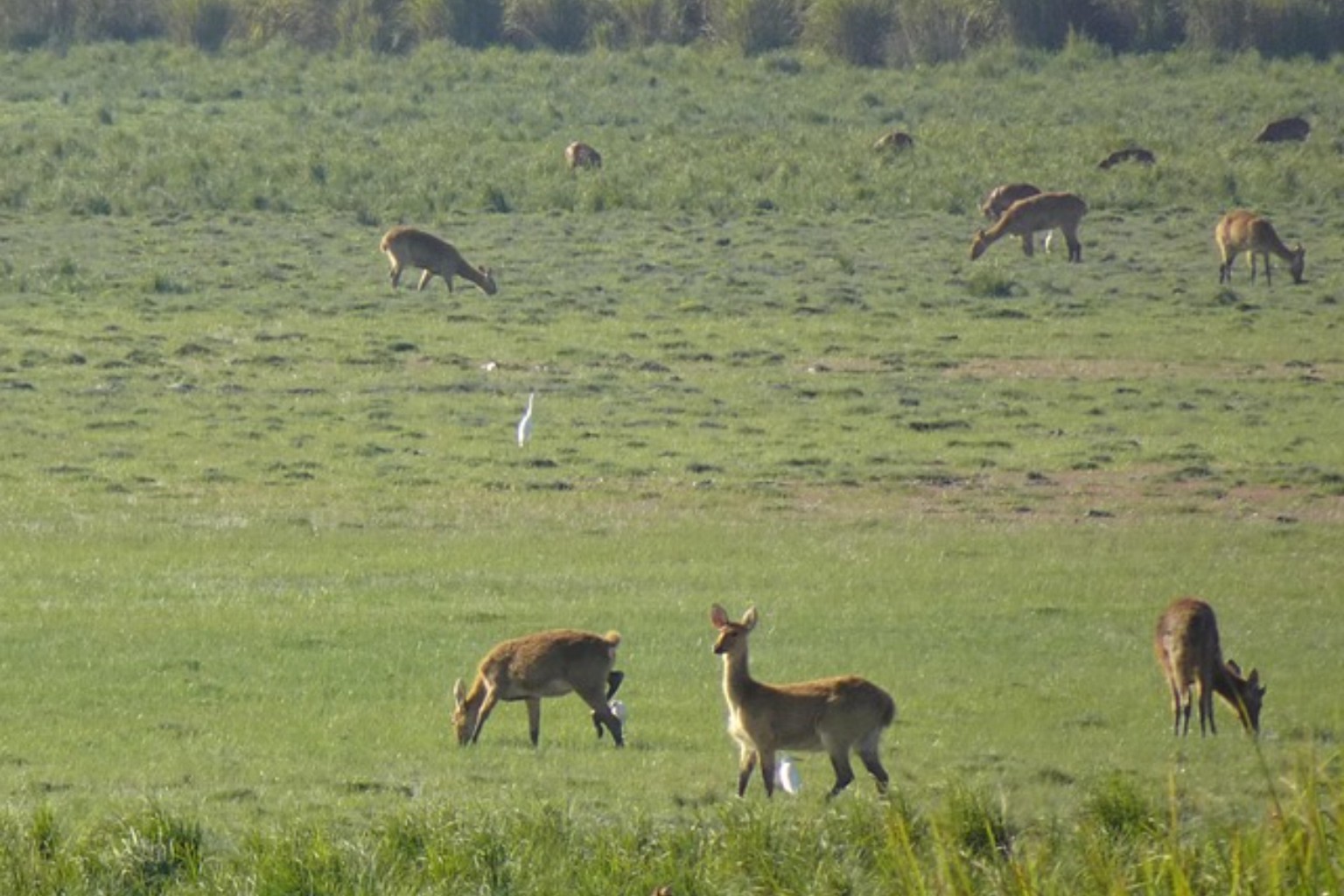 Wildlife Safari Experiences And National Parks To Visit in India